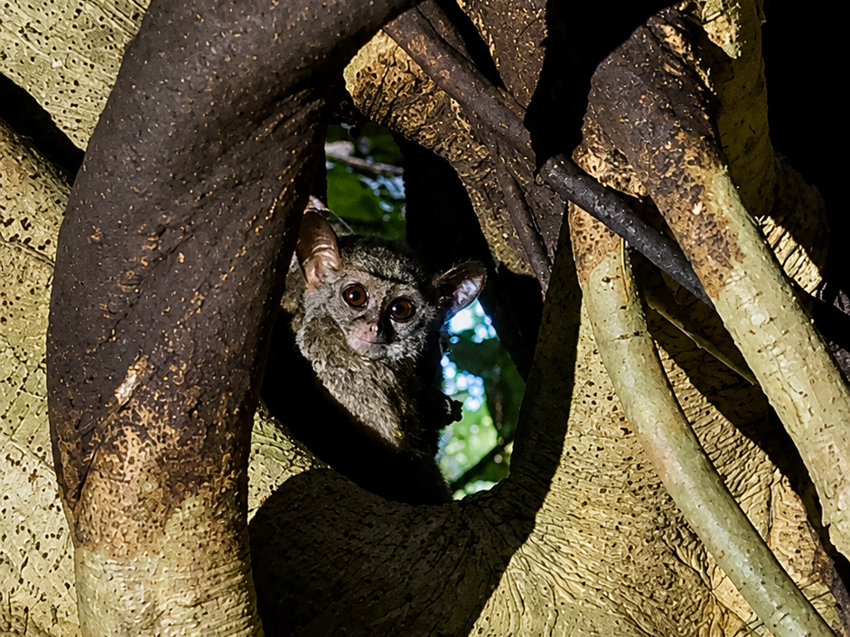 Tangkoko Wildlife Adventure chatgpt image jun 23, 2026, 11 53 37 pm