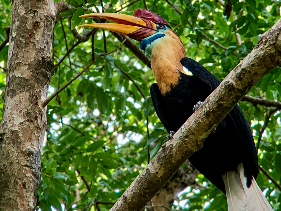 Tangkoko Wildlife Adventure img 0100