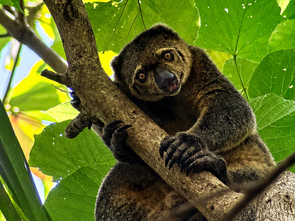 Tangkoko Wildlife Adventure img 0101